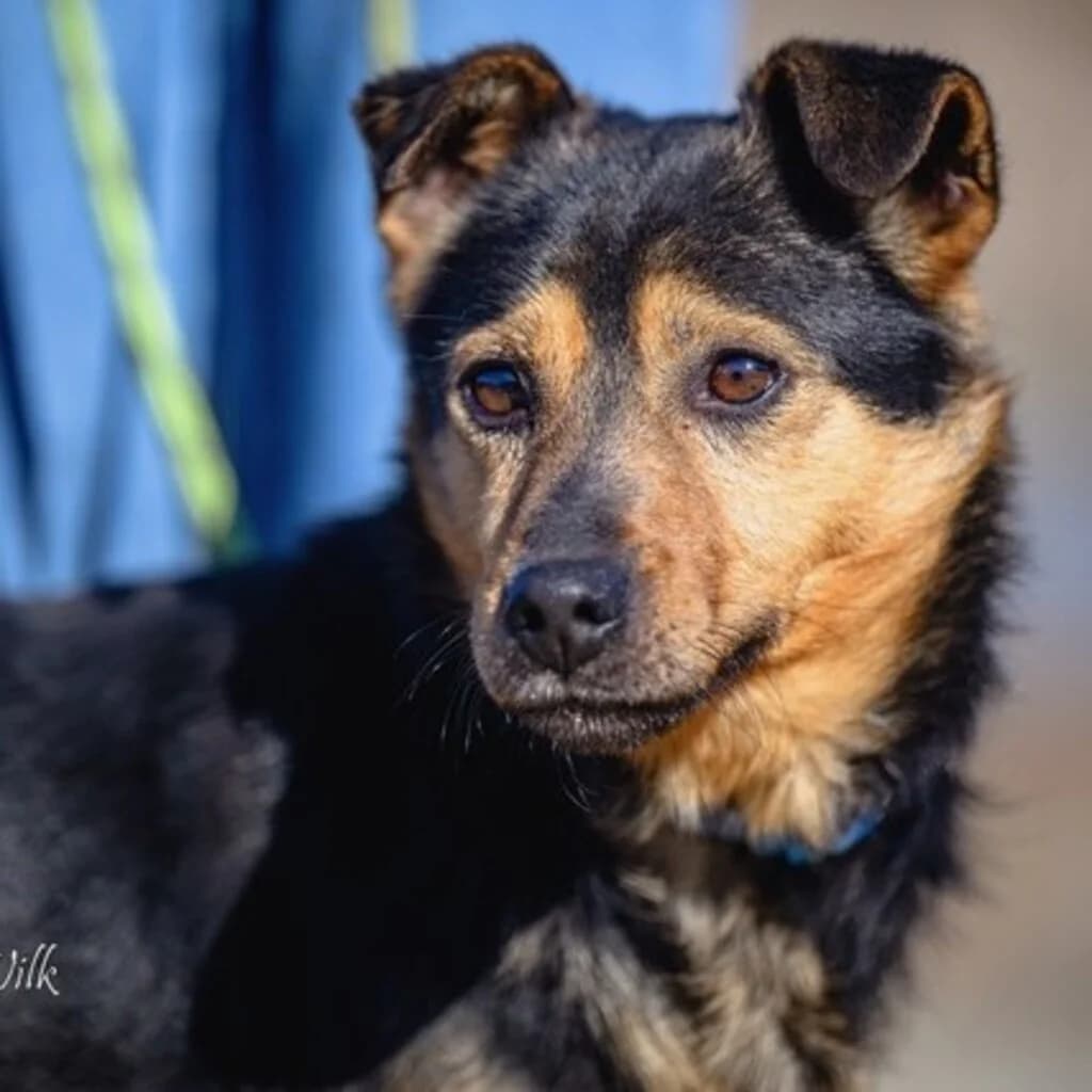 Burek, male 5yo Mixed Breed for adoption at SALVA Hundehilfe e.V.