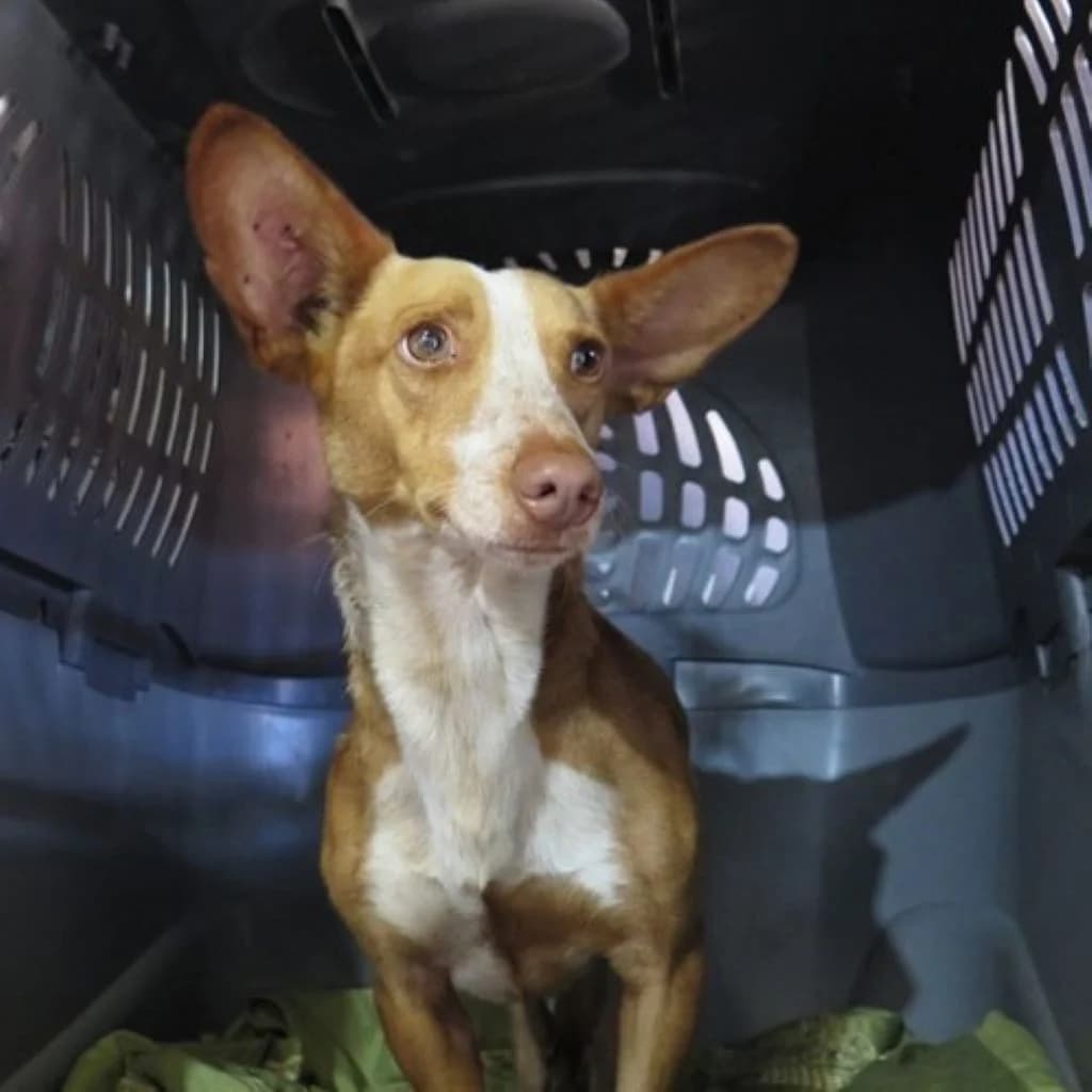 Arlo, male 4yo Podenco for adoption at SALVA Hundehilfe e.V.