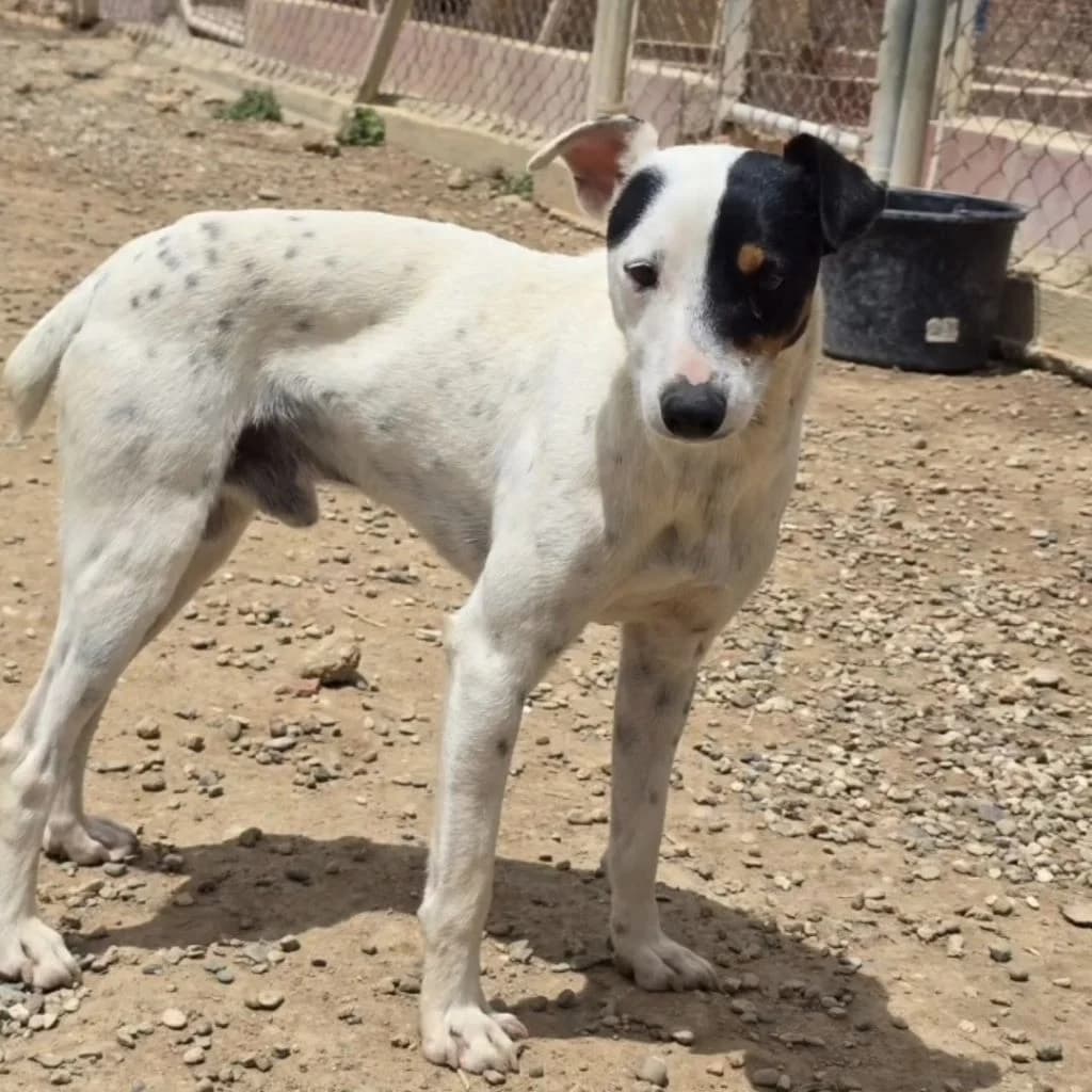 Tito, male young mixed breed for adoption at SALVA Hundehilfe e.V.