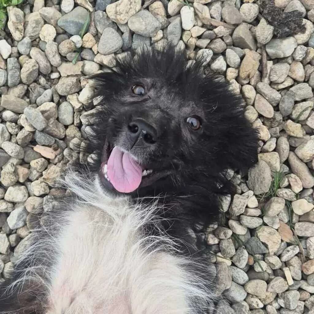 Fussel, female puppy Mixed Breed for adoption at SALVA Hundehilfe e.V.