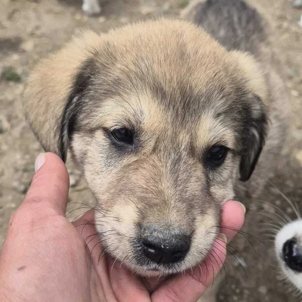 Marly, male puppy Mixed Breed for adoption at SALVA Hundehilfe e.V.
