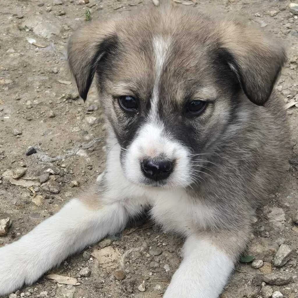 Schnute, male puppy Mixed Breed for adoption at SALVA Hundehilfe e.V.