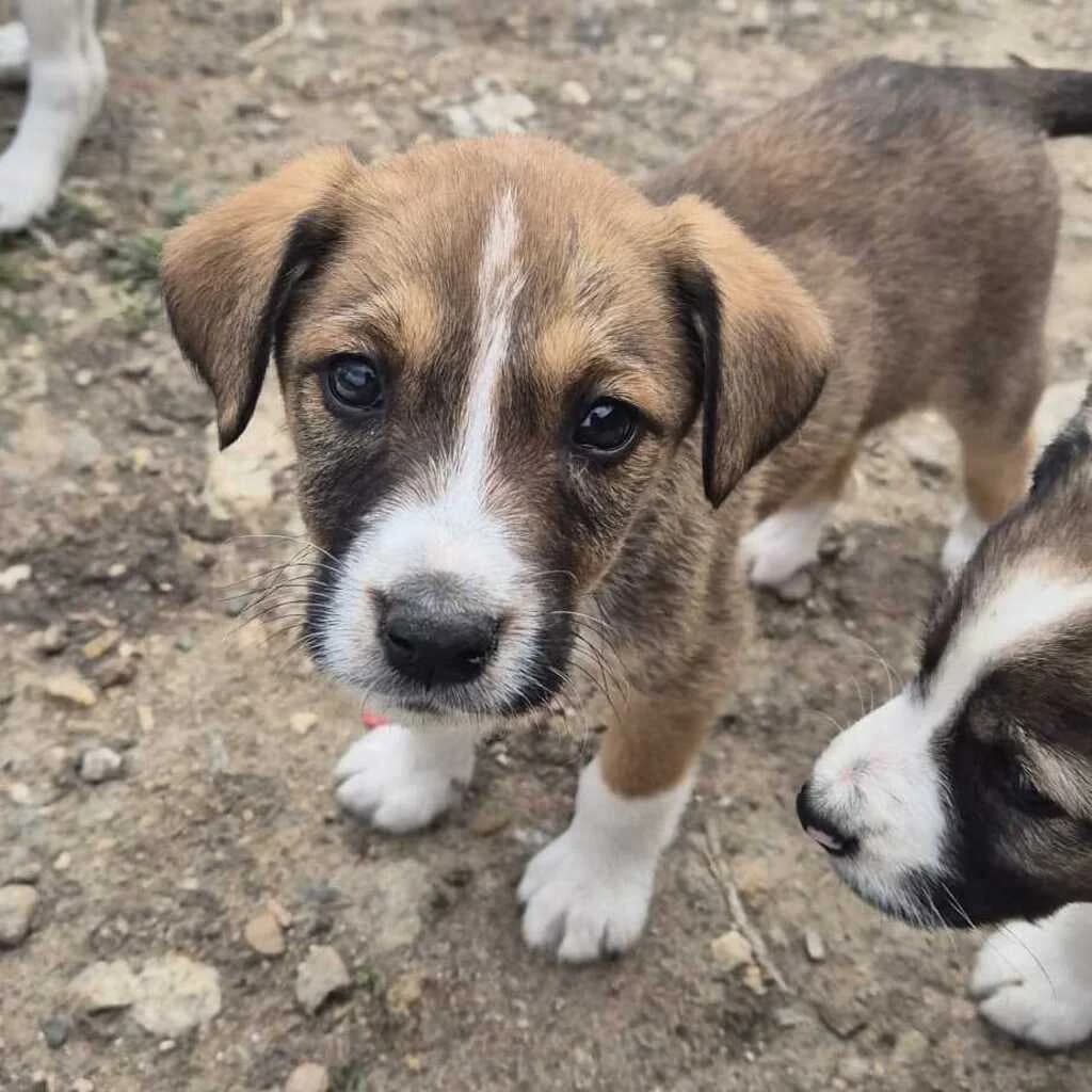 Nox, male puppy Mixed Breed for adoption at SALVA Hundehilfe e.V.