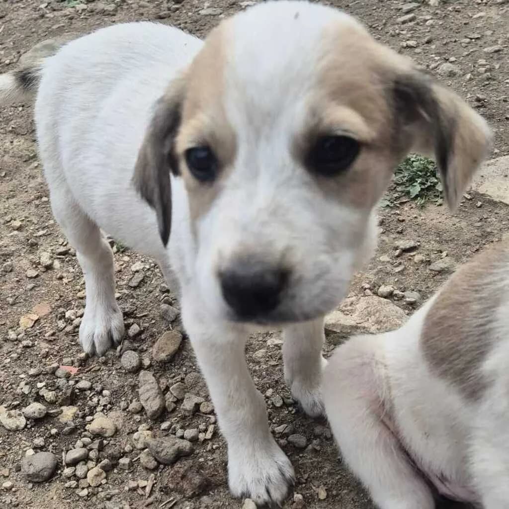 Basel, male puppy Mixed Breed for adoption at SALVA Hundehilfe e.V.