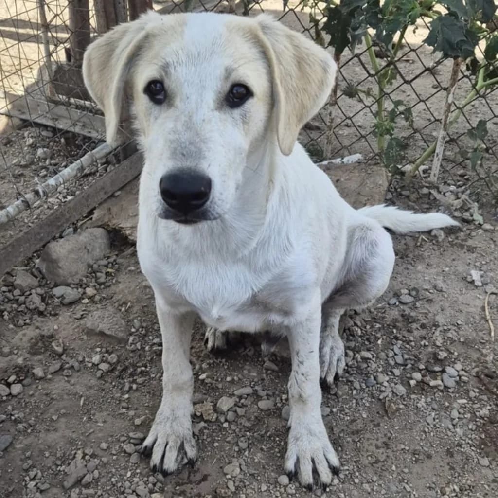 Basel, male puppy Mixed Breed for adoption at SALVA Hundehilfe e.V.