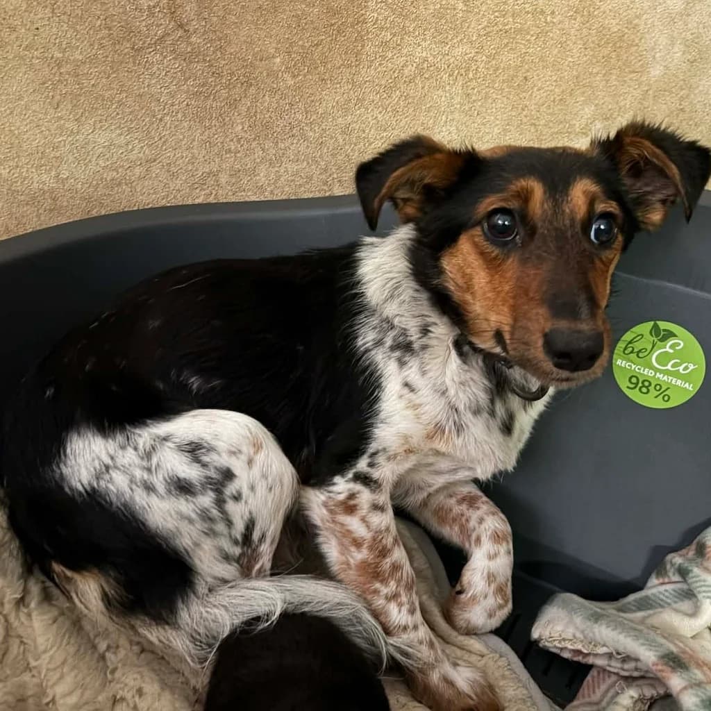 Konwalia, female young Mixed Breed for adoption at SALVA Hundehilfe e.V.