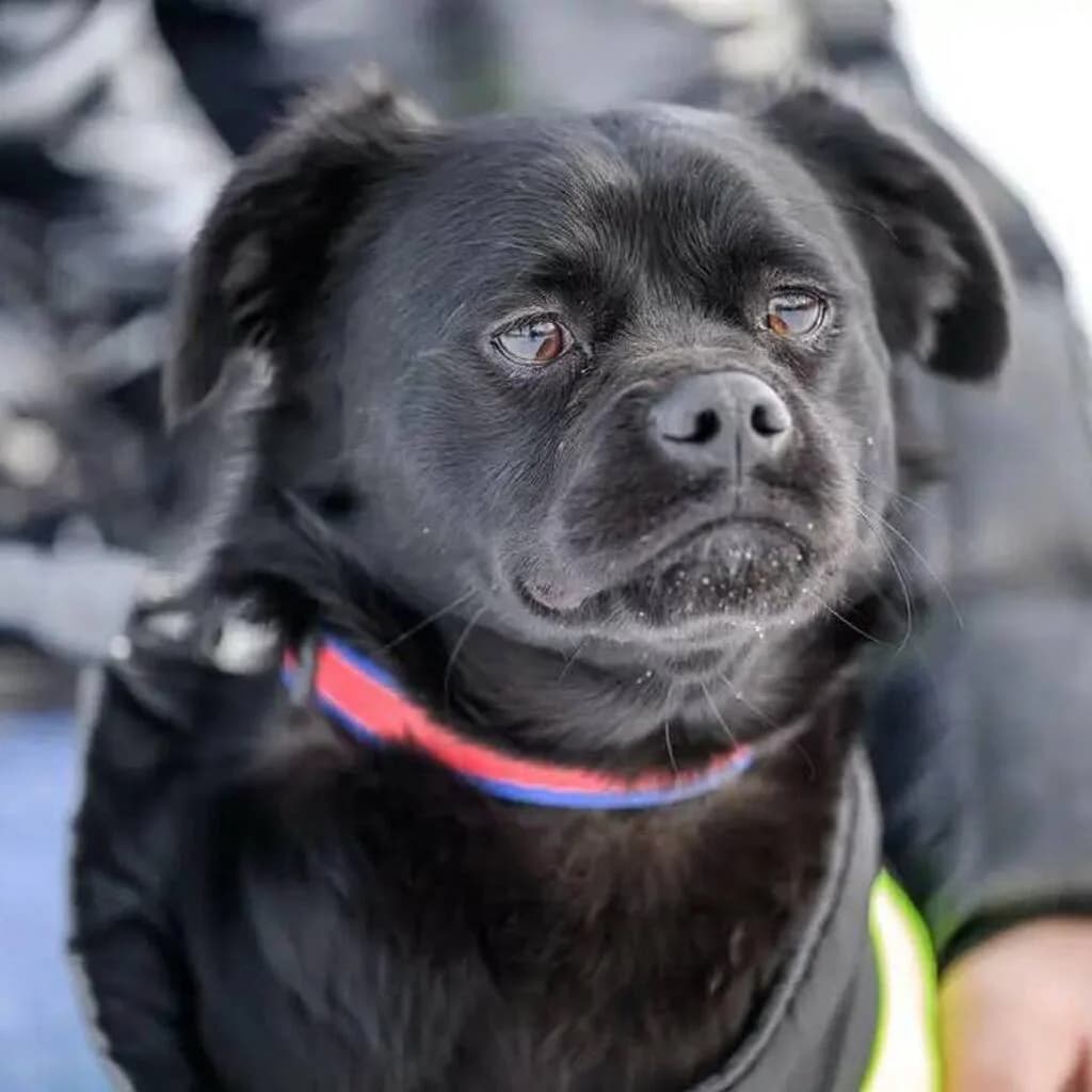 Arus, male 3yo Mixed Breed for adoption at SALVA Hundehilfe e.V.