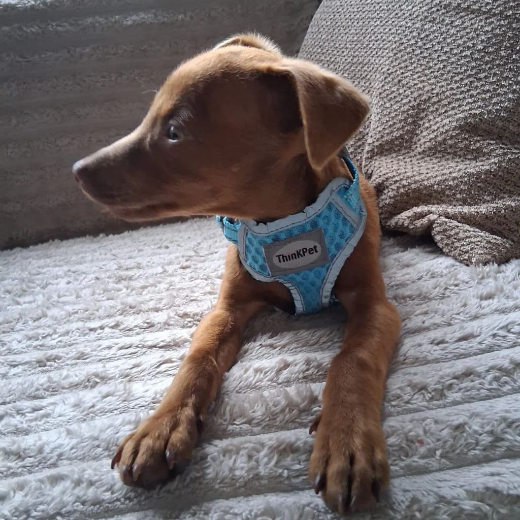 Otis, male puppy Podenco for adoption at SALVA Hundehilfe e.V.