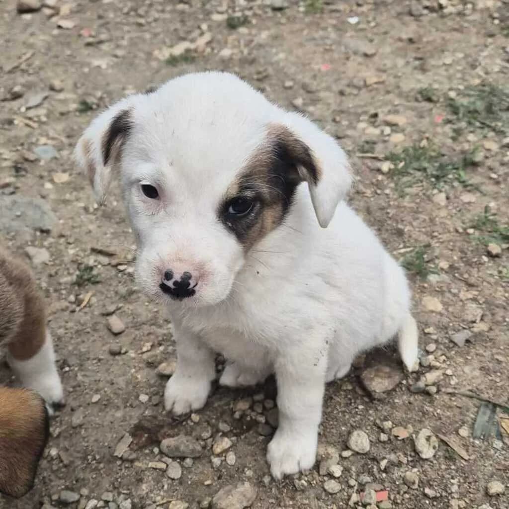 Elba, female puppy Mixed Breed for adoption at SALVA Hundehilfe e.V.