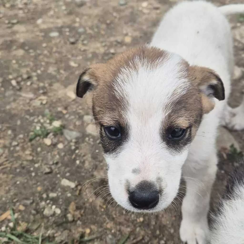 Findus, male puppy Mixed Breed for adoption at SALVA Hundehilfe e.V.