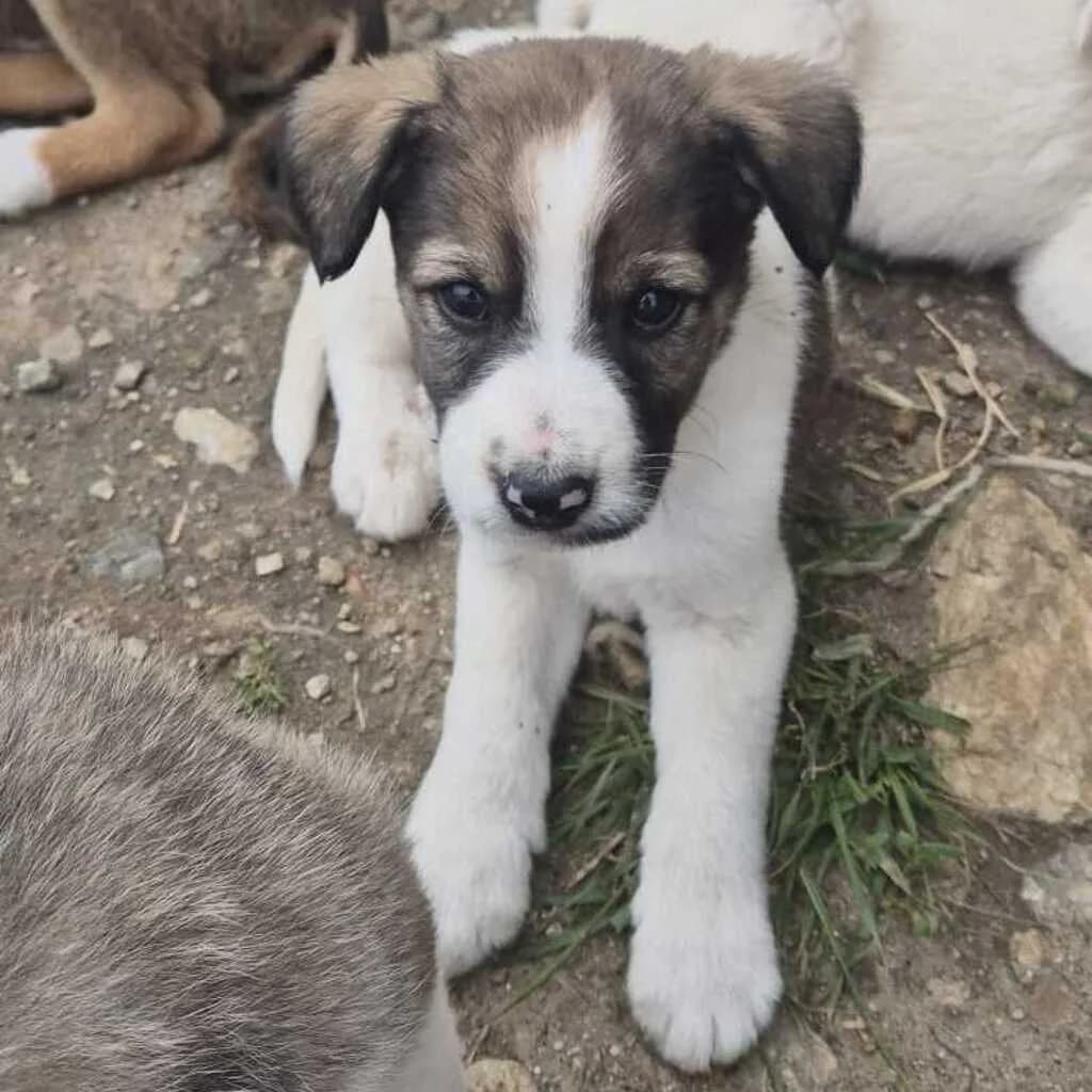 Fellow, male puppy Mixed Breed for adoption at SALVA Hundehilfe e.V.
