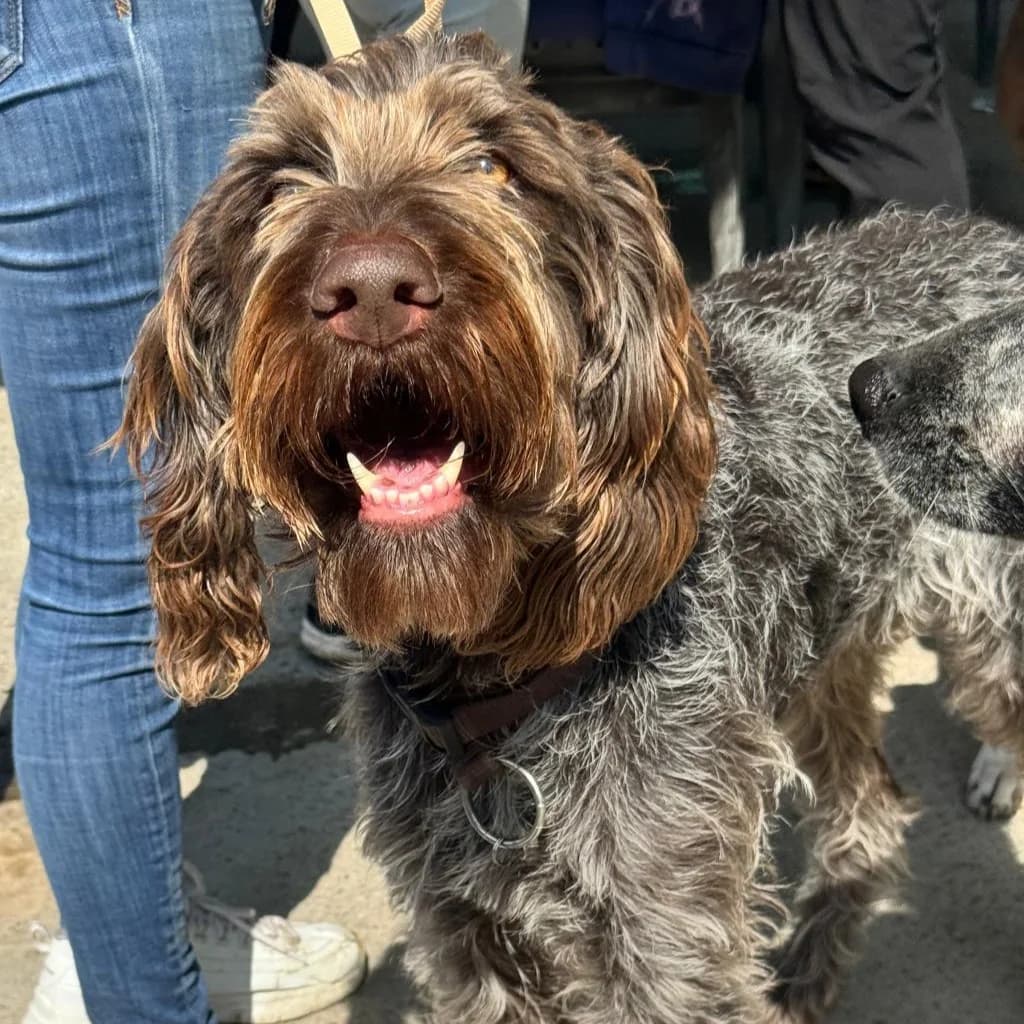 Querida, female 4yo mixed breed for adoption at SALVA Hundehilfe e.V.