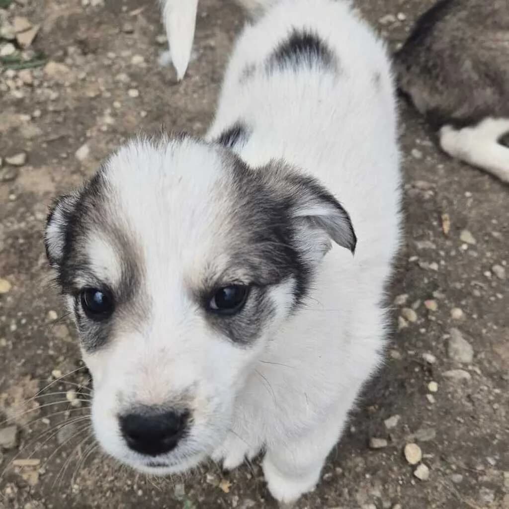 Lenny, male puppy Mixed Breed for adoption at SALVA Hundehilfe e.V.
