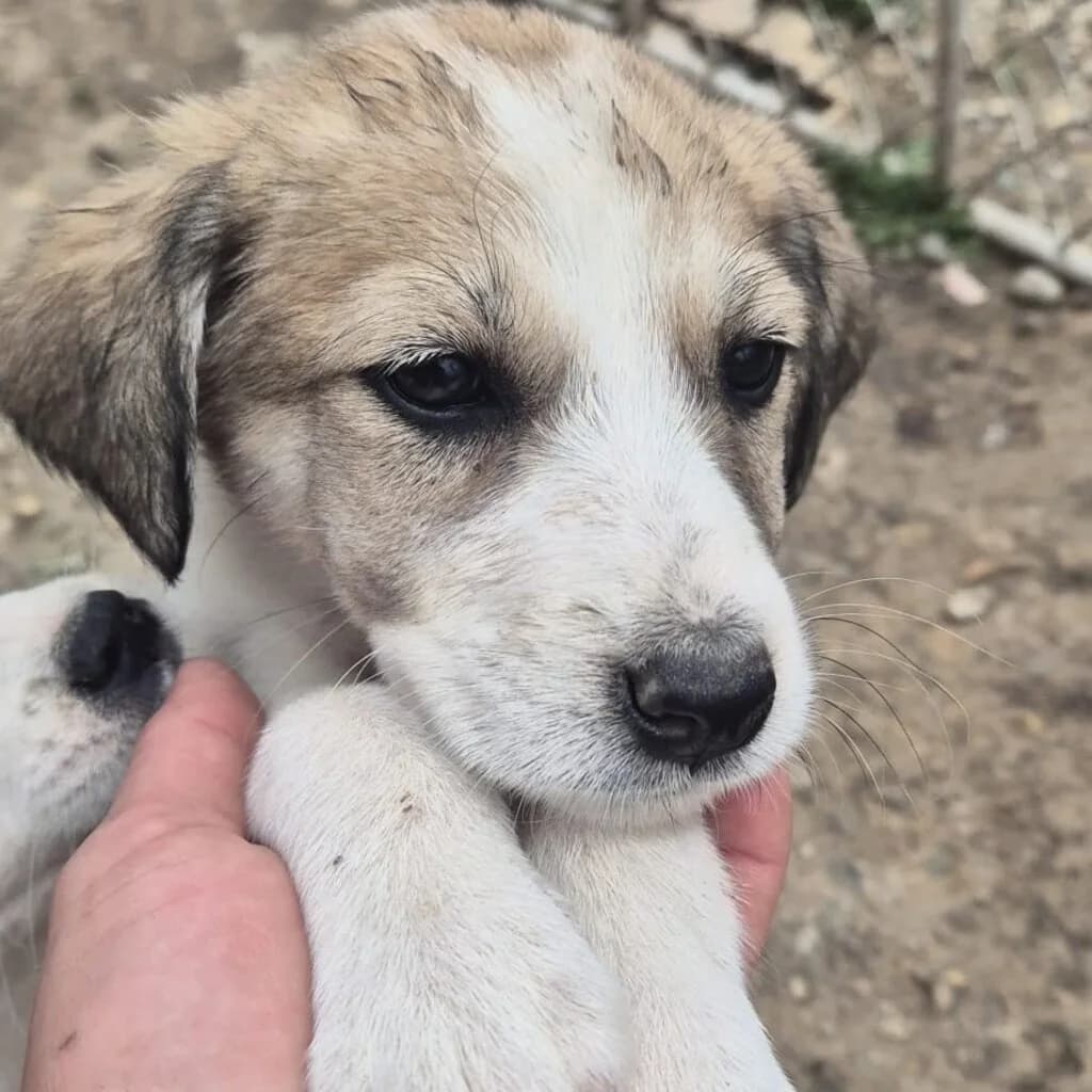 Runa, female puppy Mixed Breed for adoption at SALVA Hundehilfe e.V.