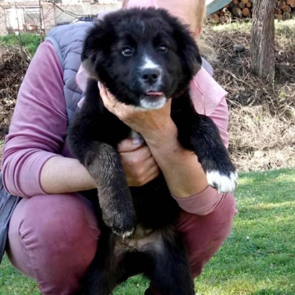 Carra, female puppy Mixed Breed for adoption at SALVA Hundehilfe e.V.