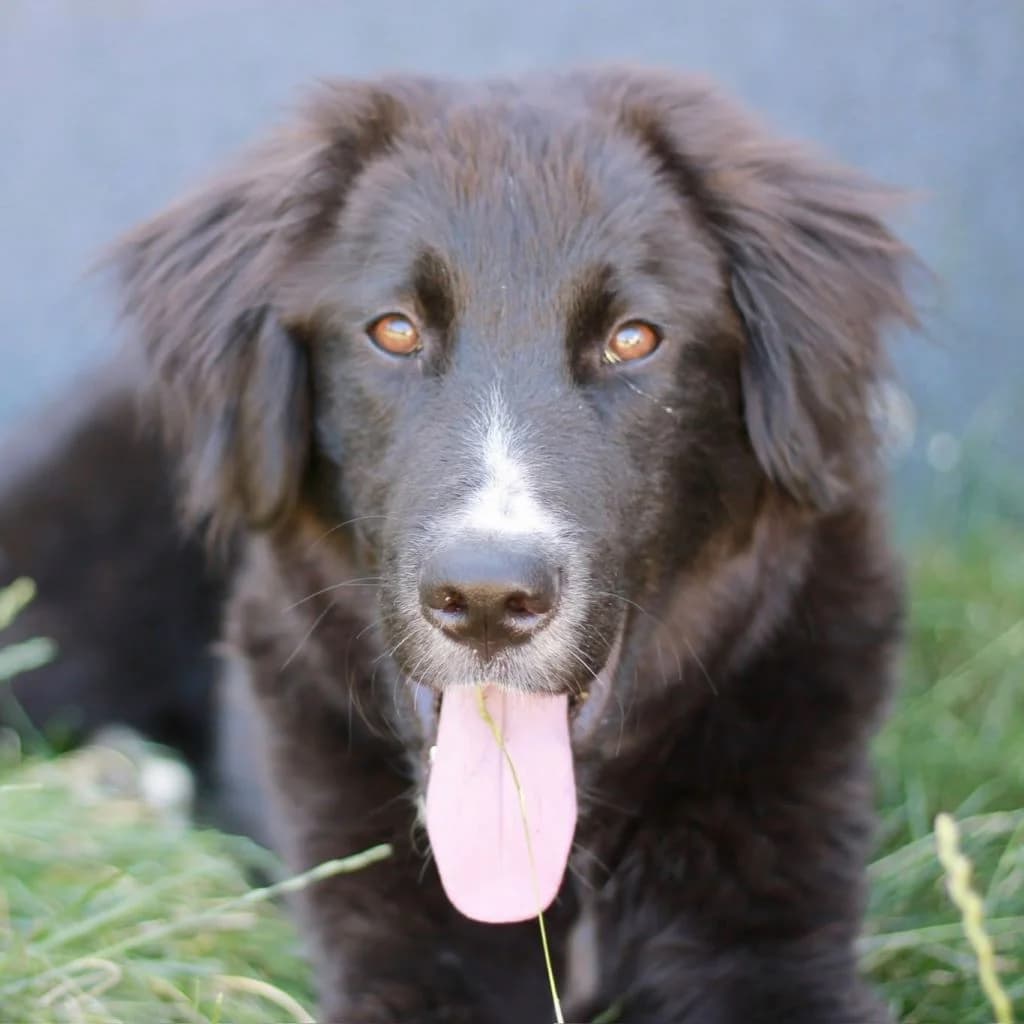 Carra, female puppy Mixed Breed for adoption at SALVA Hundehilfe e.V.