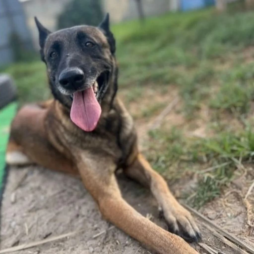 Kenny, male 3yo Belgian Malinois for adoption at SALVA Hundehilfe e.V.