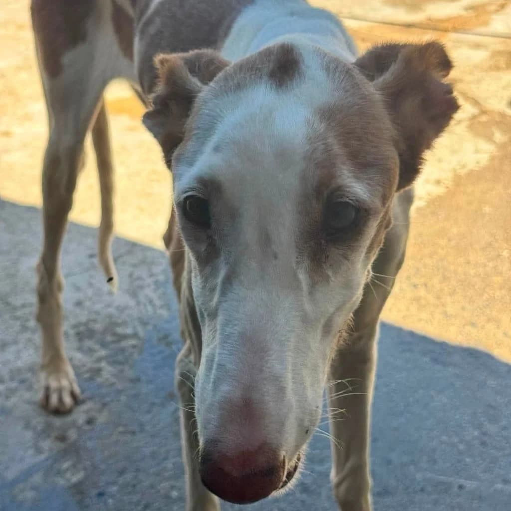Careta, female senior Podenco for adoption at SALVA Hundehilfe e.V.