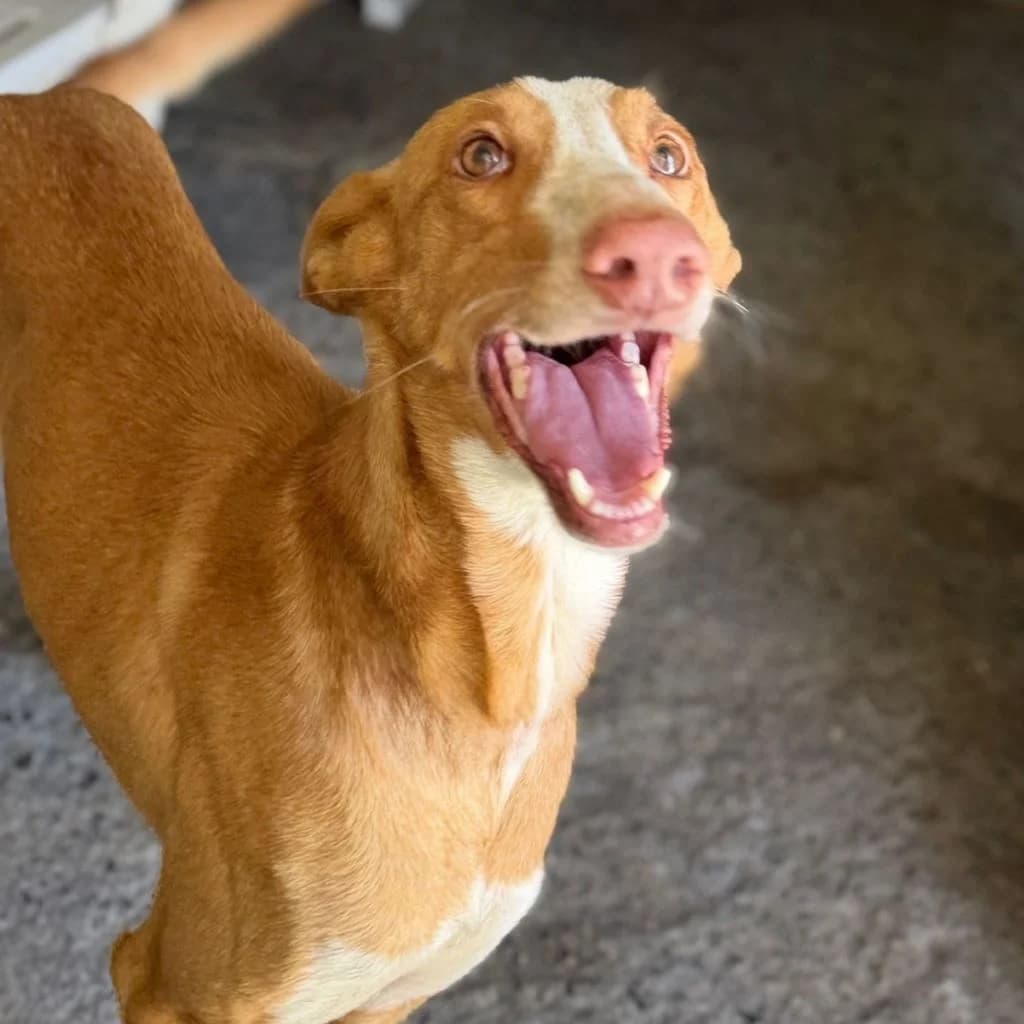 Tango, male 5yo Podenco for adoption at SALVA Hundehilfe e.V.