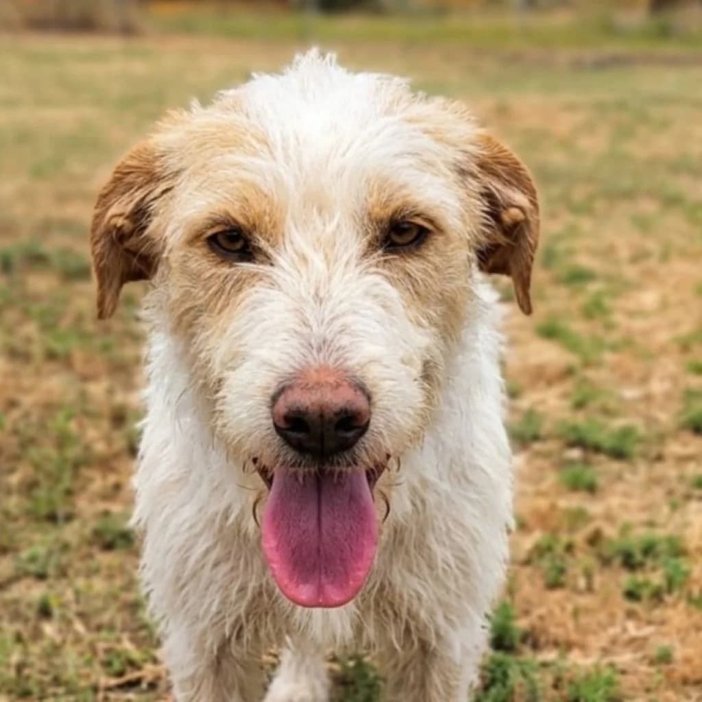 Chocapick, male young Mixed Breed for adoption at SALVA Hundehilfe e.V.