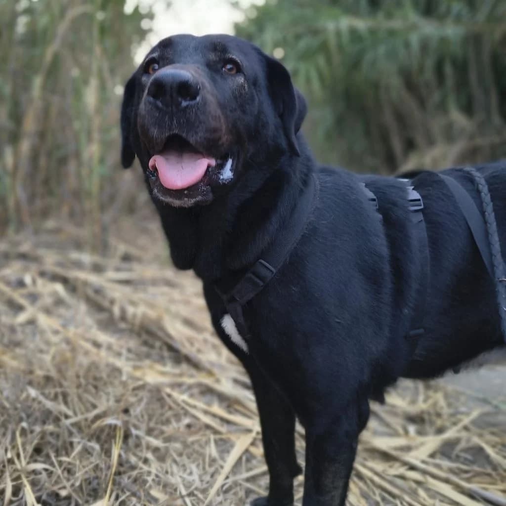 Gitana, gold female 3yo Mixed Breed for adoption at SALVA Hundehilfe e.V.