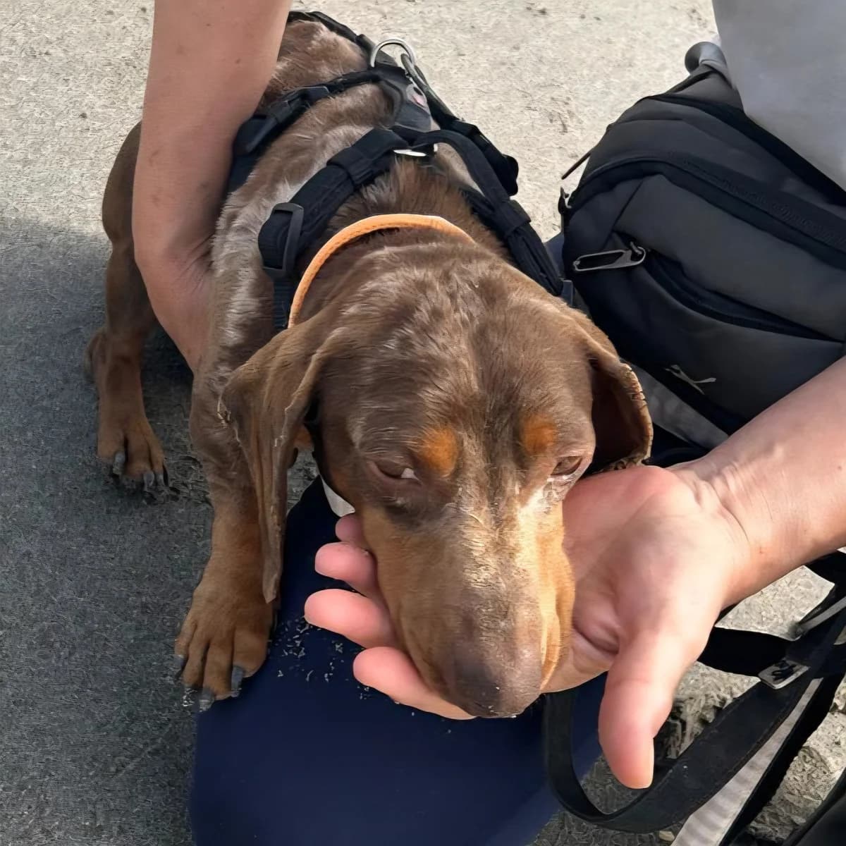 Choco, merle male 4yo Dachshund for adoption at SALVA Hundehilfe e.V.