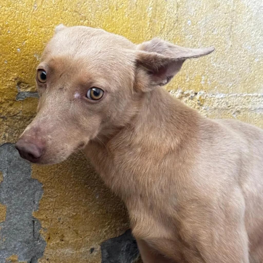 Arnold, male young Podenco for adoption at SALVA Hundehilfe e.V.