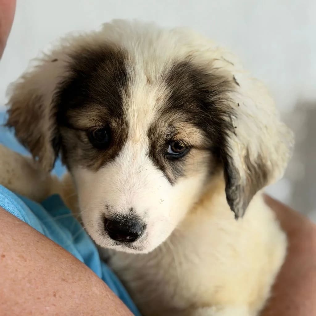 Gladdy, female puppy Mixed Breed for adoption at SALVA Hundehilfe e.V.