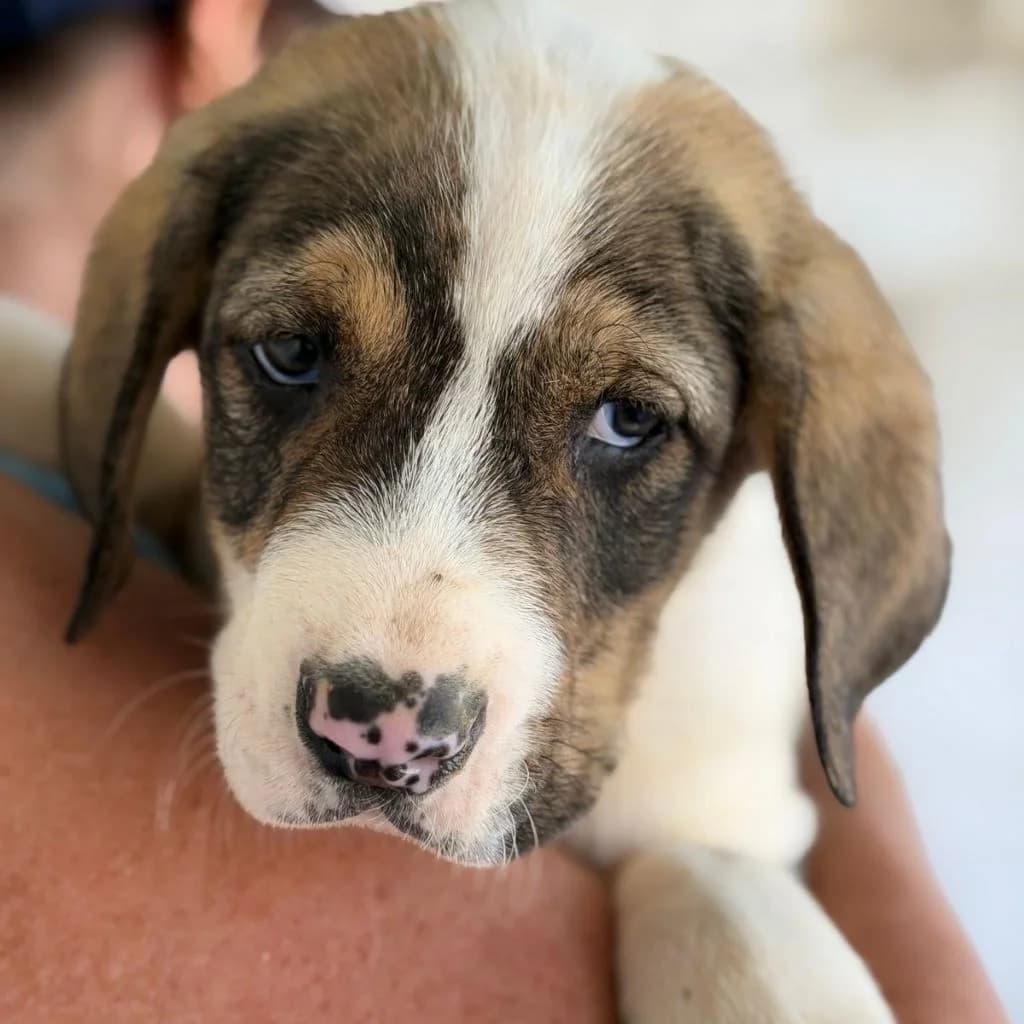 Pablo, male puppy Mixed Breed for adoption at SALVA Hundehilfe e.V.