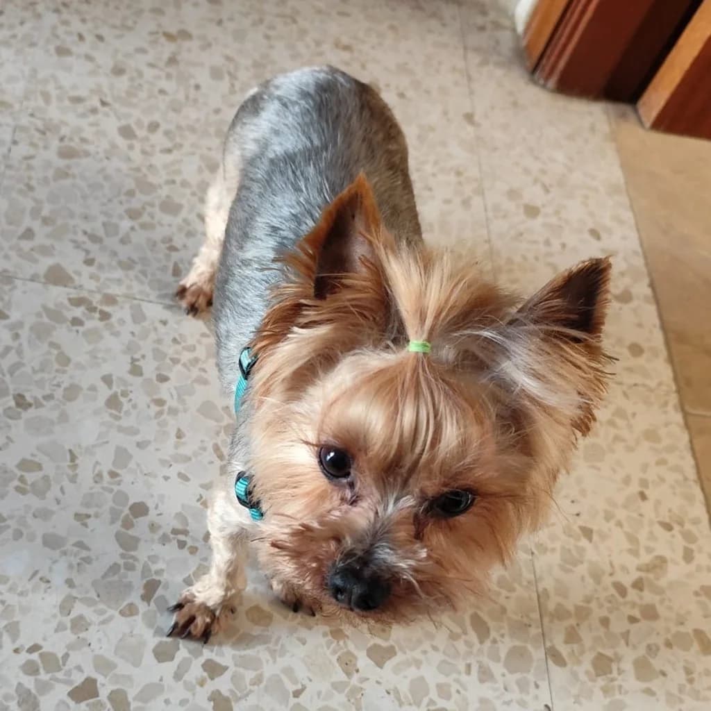 Cody, male senior Yorkshire Terrier for adoption at SALVA Hundehilfe e.V.