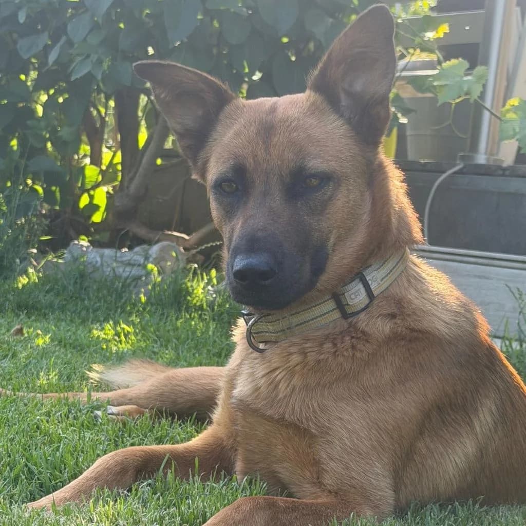 Stella, female young German Shepherd for adoption at SALVA Hundehilfe e.V.
