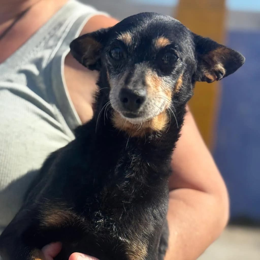 Lucas, male senior mixed breed for adoption at SALVA Hundehilfe e.V.
