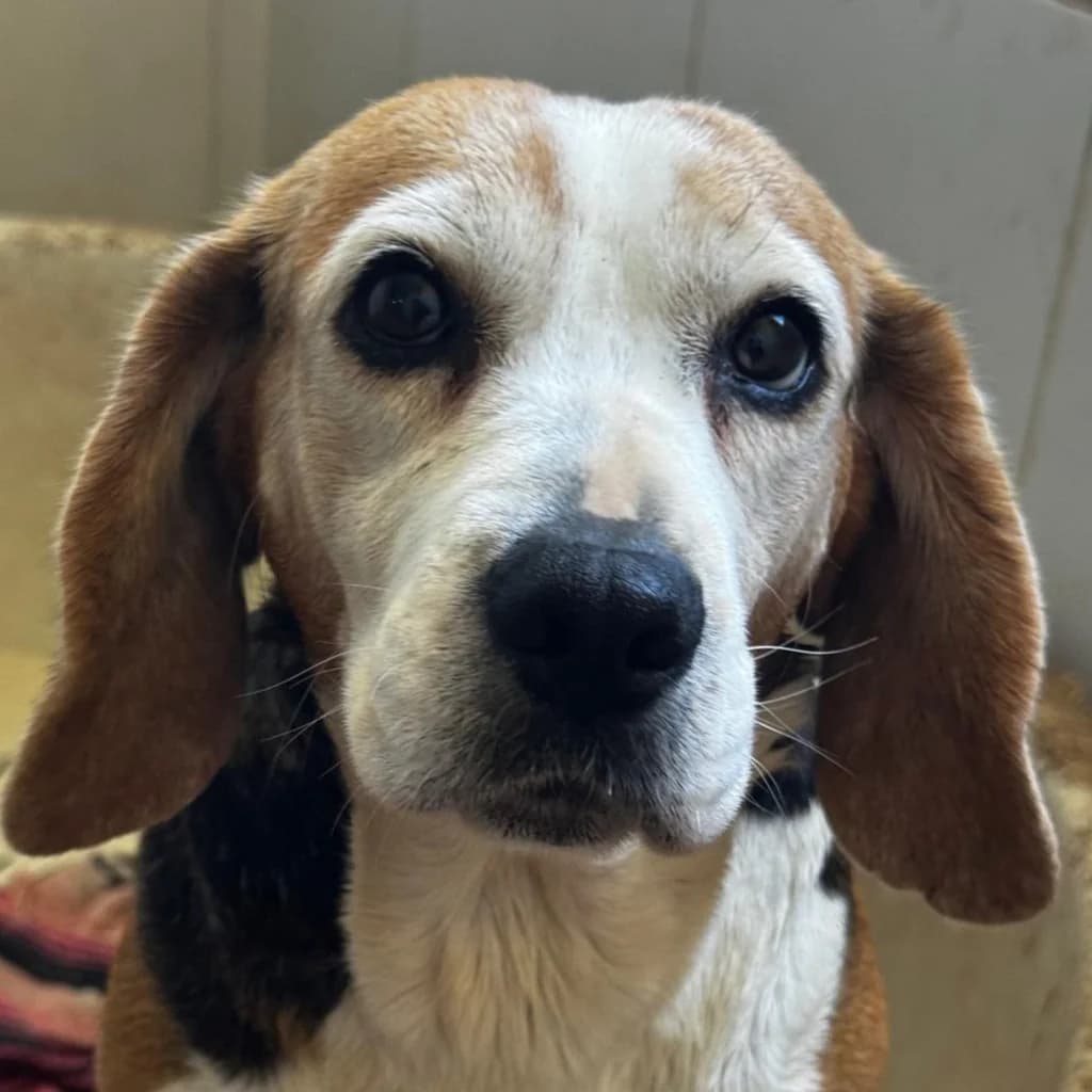 Ambar, female 7yo Beagle for adoption at SALVA Hundehilfe e.V.
