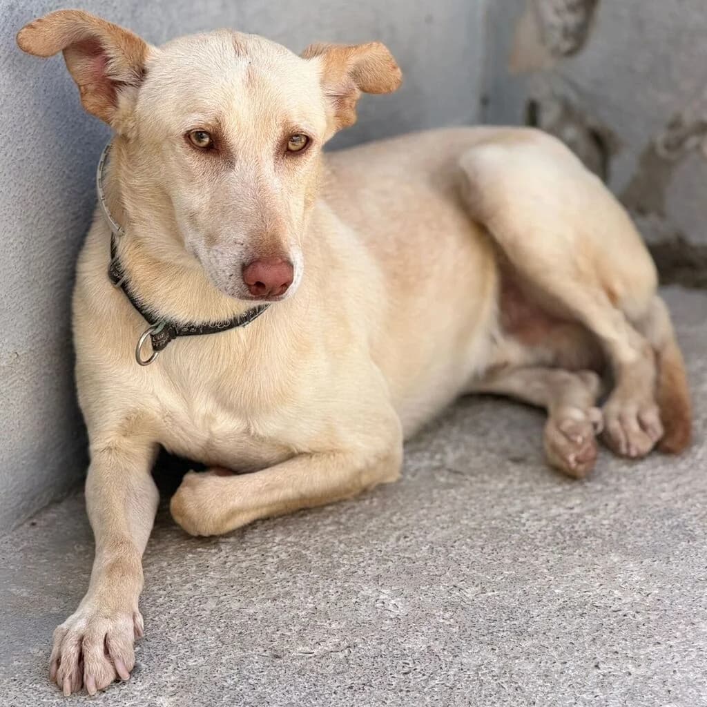 Arco, male young Podenco for adoption at SALVA Hundehilfe e.V.