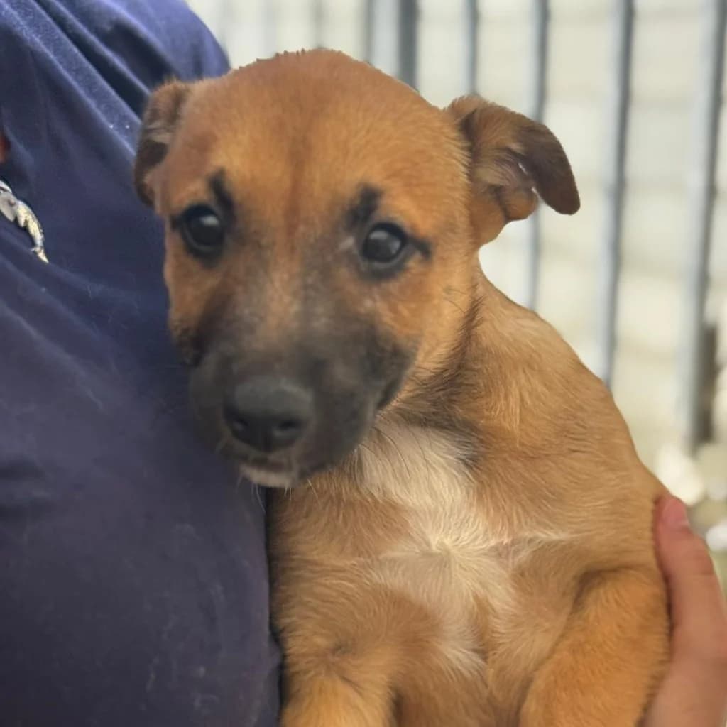 Francesca, female puppy Belgian Malinois for adoption at SALVA Hundehilfe e.V.