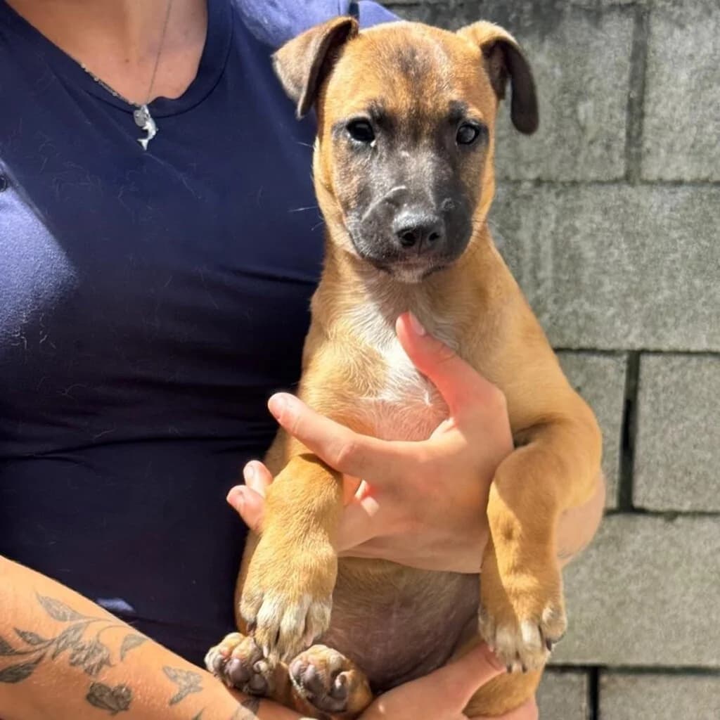 Florentine, female puppy Belgian Malinois for adoption at SALVA Hundehilfe e.V.