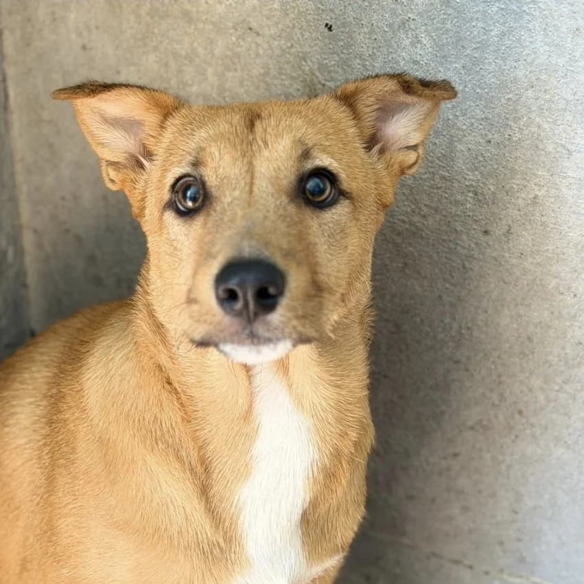 Veronica, female puppy Mixed Breed for adoption at SALVA Hundehilfe e.V.