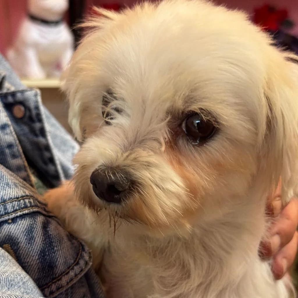 Laica, female 7yo Maltese for adoption at SALVA Hundehilfe e.V.
