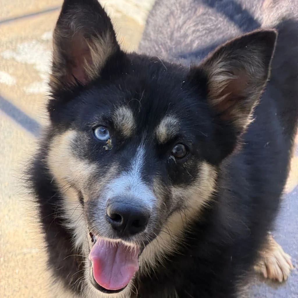 Irina, blau female young Pomsky for adoption at SALVA Hundehilfe e.V.