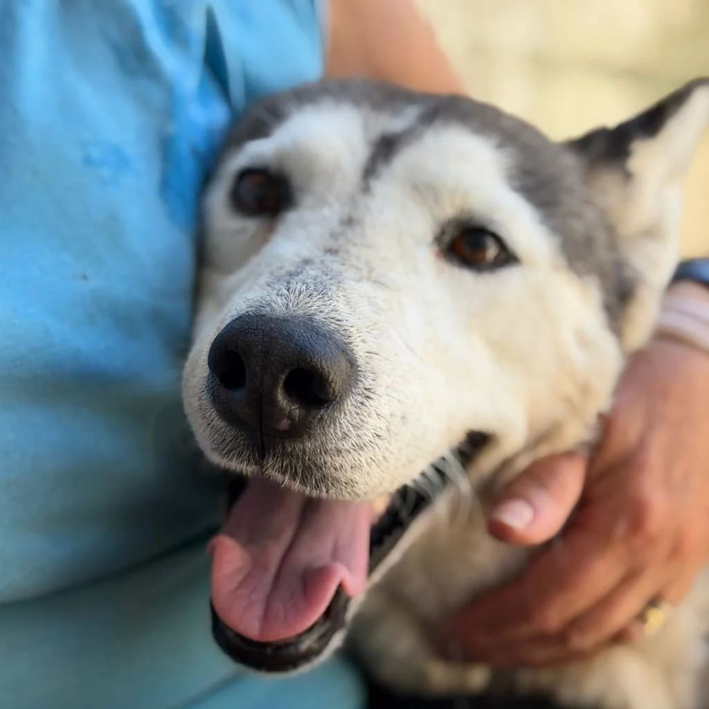 Estrella, gold female 6yo Husky for adoption at SALVA Hundehilfe e.V.