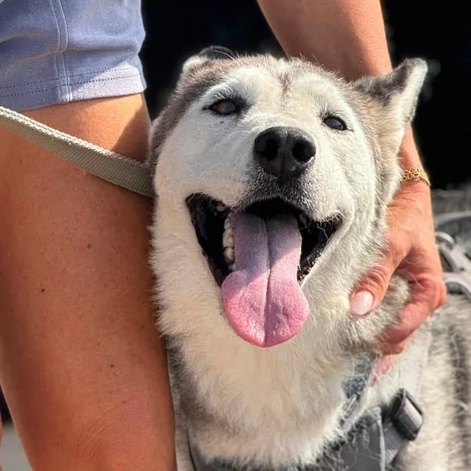 Estrella, gold female 7yo Husky for adoption at SALVA Hundehilfe e.V.