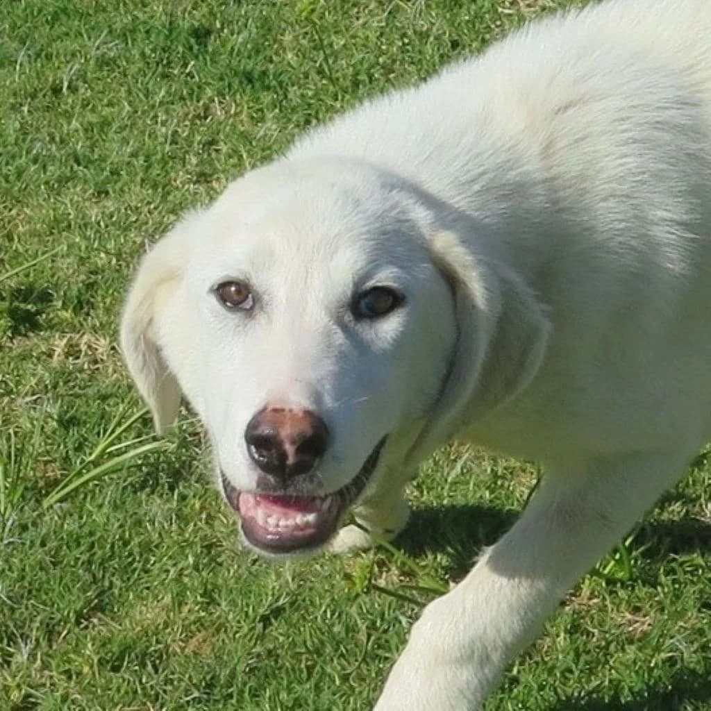 Hidra, female puppy Mixed Breed for adoption at SALVA Hundehilfe e.V.