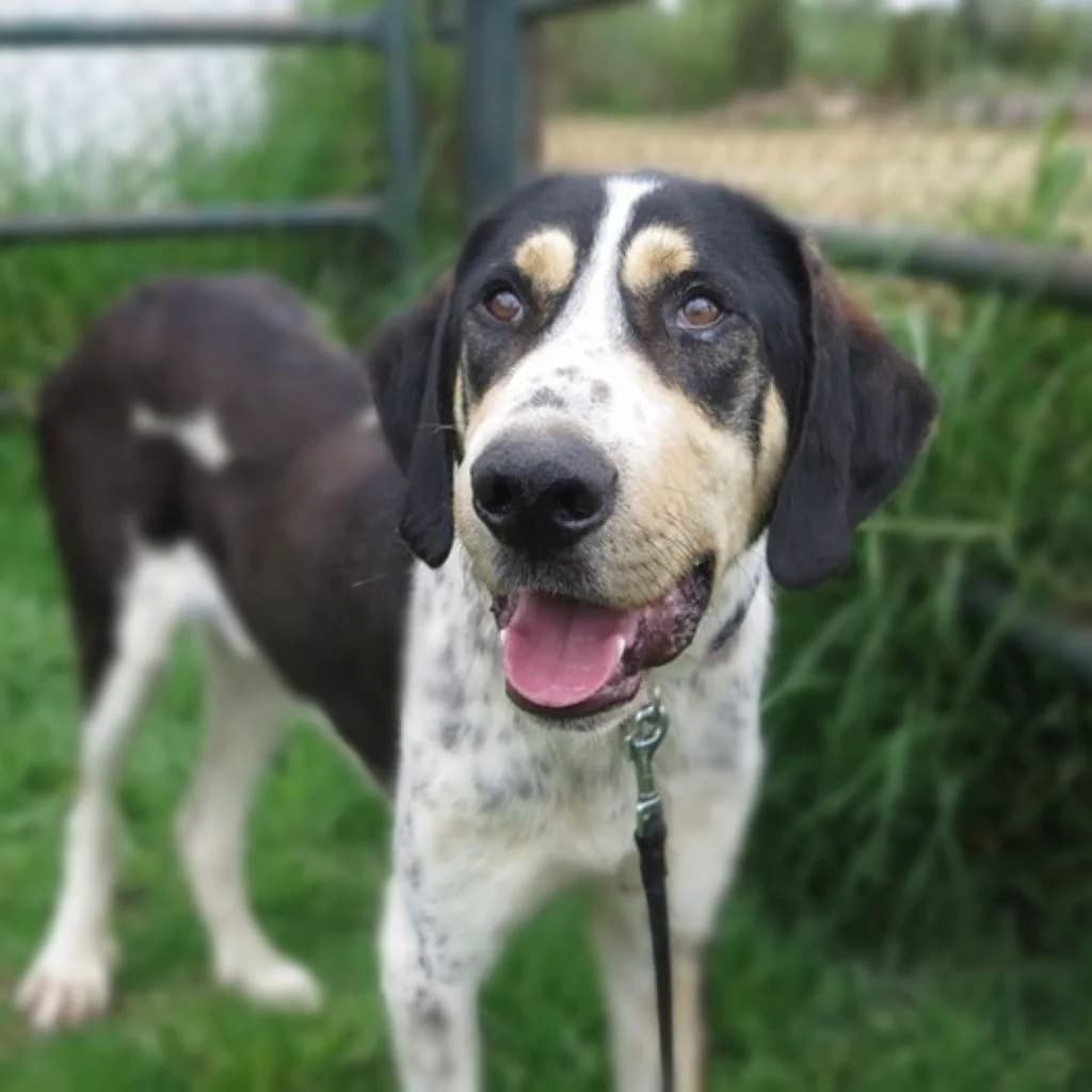 Pluto, male young Mixed Breed for adoption at SALVA Hundehilfe e.V.