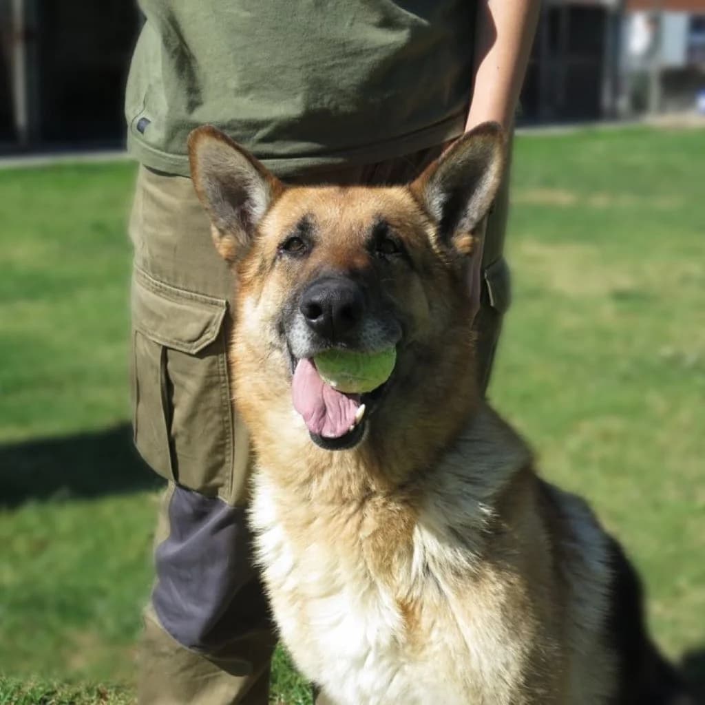 Sherkan, male 4yo German Shepherd for adoption at SALVA Hundehilfe e.V.