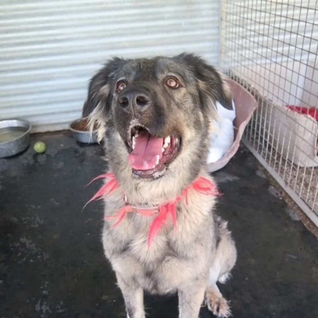Atenea, female young Mixed Breed for adoption at SALVA Hundehilfe e.V.