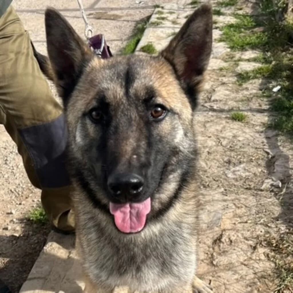Nao, male young Belgian Malinois for adoption at SALVA Hundehilfe e.V.