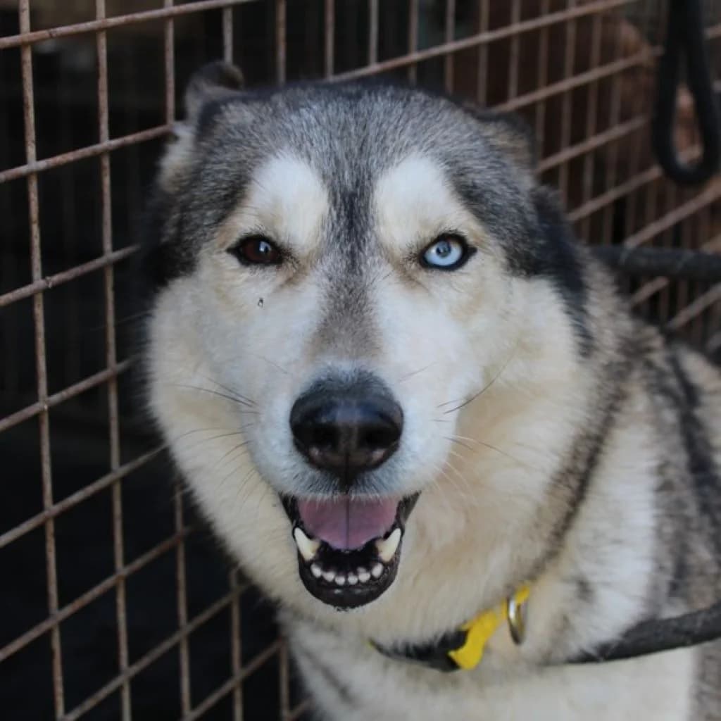 Eira, female 3yo Husky for adoption at SALVA Hundehilfe e.V.