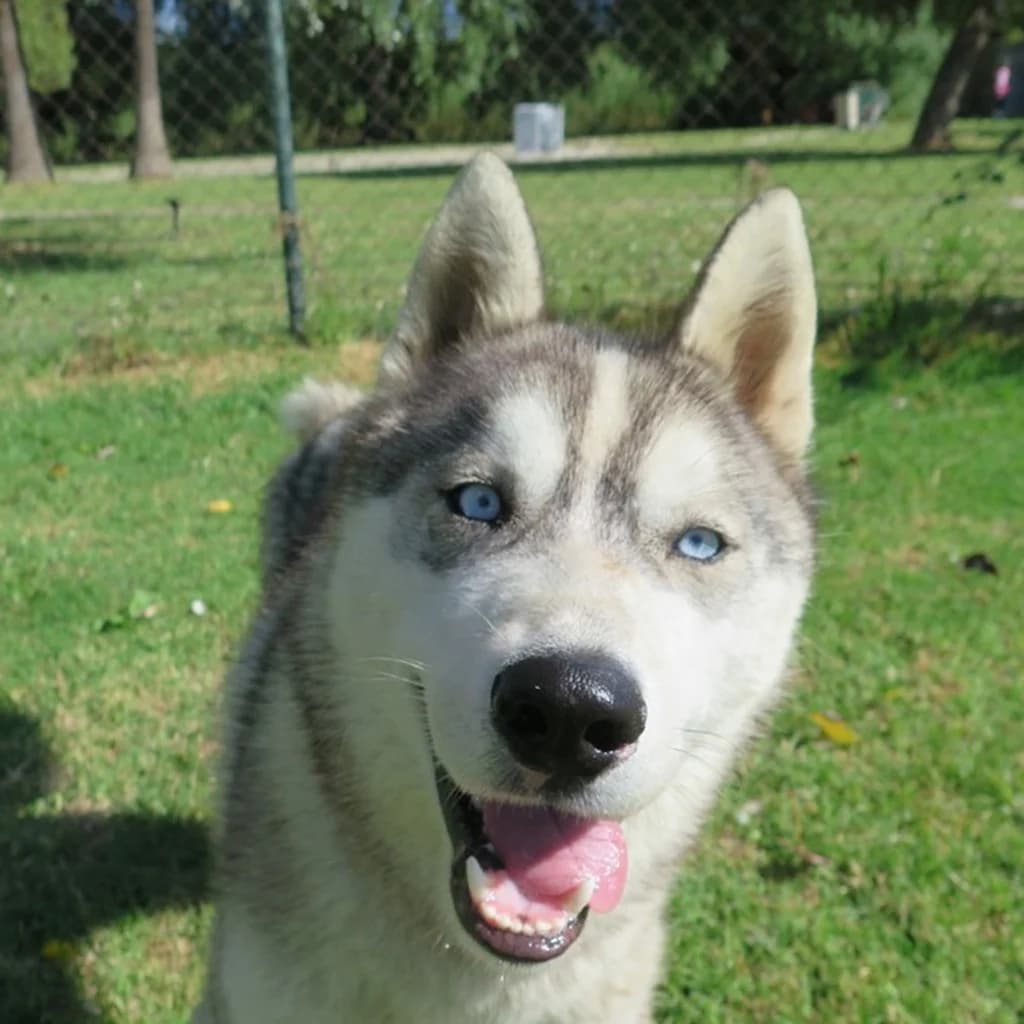 Lyon, male young Husky for adoption at SALVA Hundehilfe e.V.