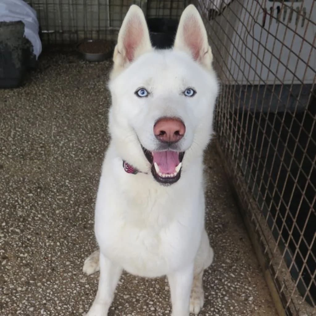 Nieve, male young Husky for adoption at SALVA Hundehilfe e.V.