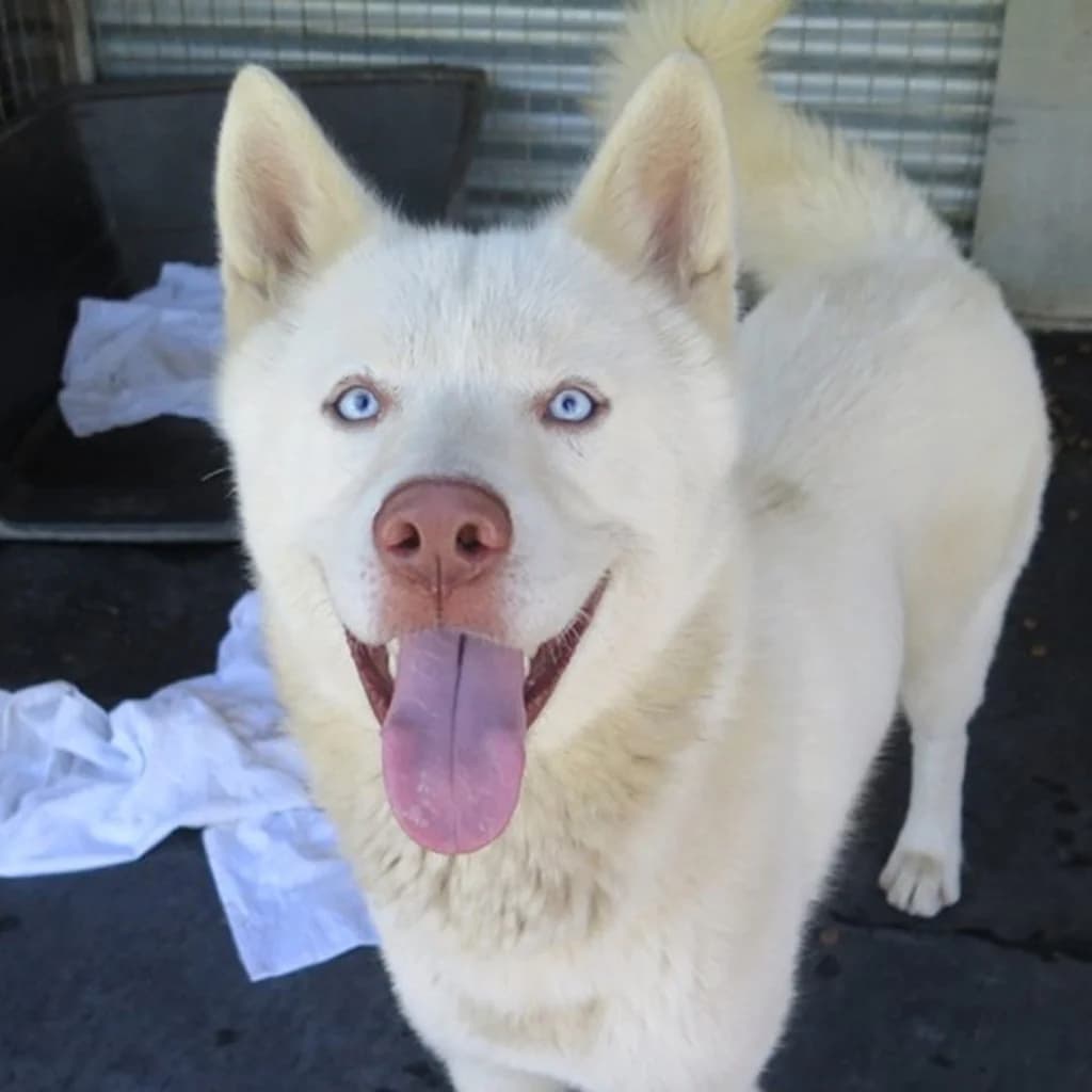 Balto, male young Husky for adoption at SALVA Hundehilfe e.V.